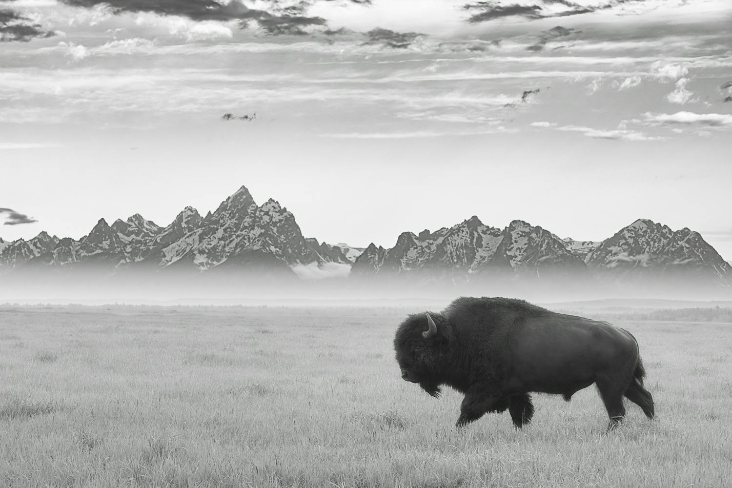mattheis bison 4 Biisoni Grand Tetonin kansallispuistossa.
